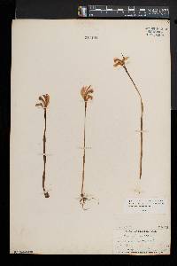 Arethusa bulbosa image