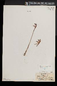 Arethusa bulbosa image