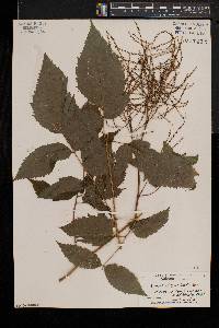 Aruncus dioicus image