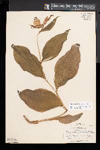 Cypripedium parviflorum var. pubescens image