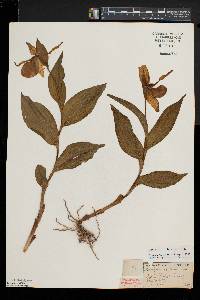Cypripedium parviflorum var. pubescens image