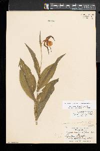 Cypripedium parviflorum var. makasin image