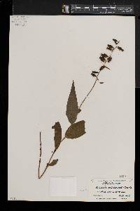 Epipactis helleborine image