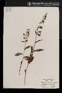 Epipactis helleborine image