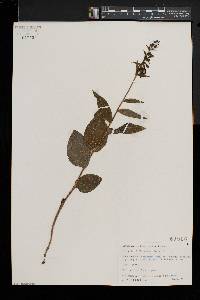 Epipactis helleborine image