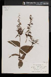 Epipactis helleborine image