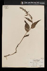 Epipactis helleborine image