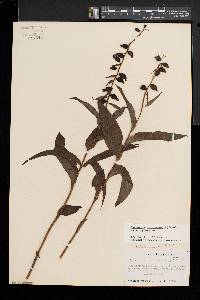 Epipactis helleborine image