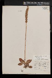 Goodyera pubescens image