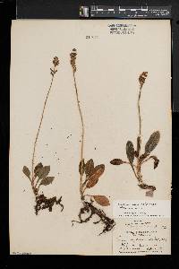 Goodyera pubescens image