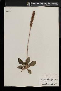 Goodyera pubescens image