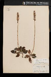 Goodyera pubescens image