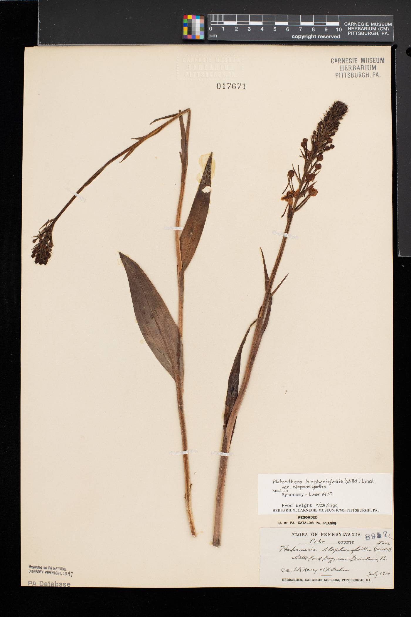 Platanthera blephariglottis image