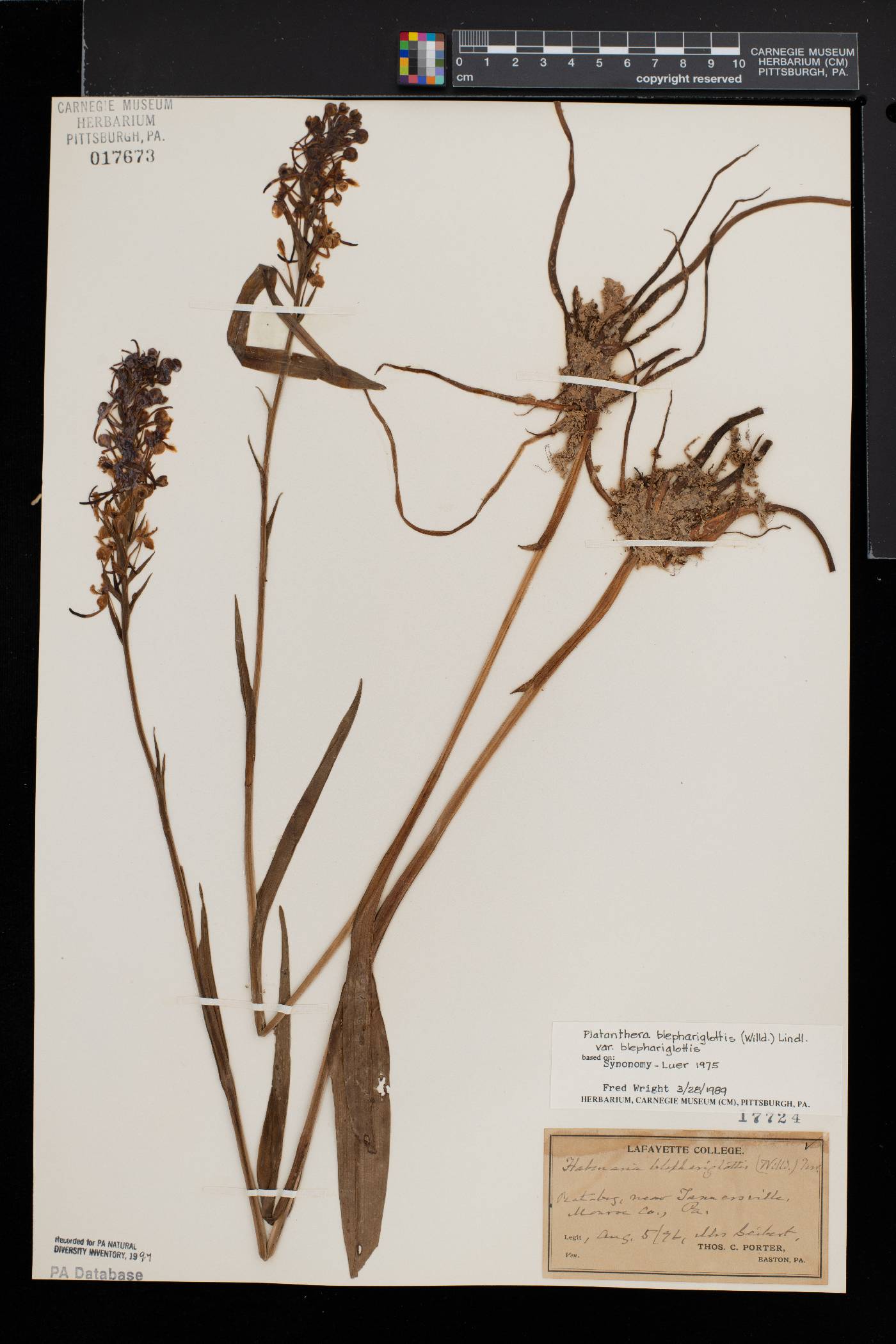 Platanthera blephariglottis var. blephariglottis image