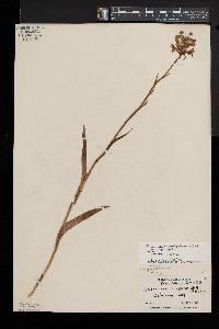 Platanthera blephariglottis var. blephariglottis image