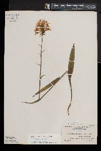 Platanthera ciliaris image