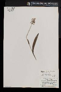 Platanthera clavellata image