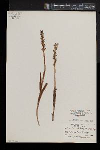 Platanthera dilatata image