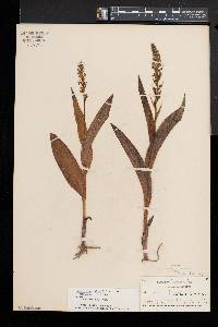 Platanthera flava image