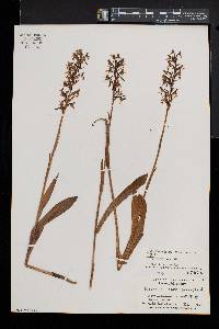 Platanthera lacera image