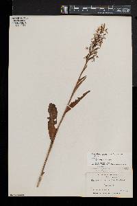 Platanthera lacera image