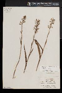 Platanthera lacera var. lacera image