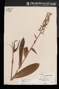 Platanthera lacera var. lacera image