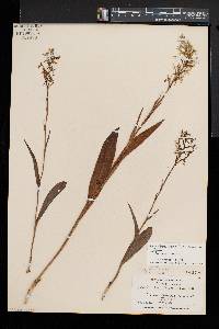 Platanthera lacera image