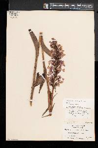 Platanthera peramoena image