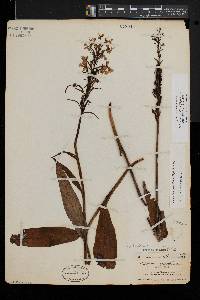 Platanthera grandiflora image