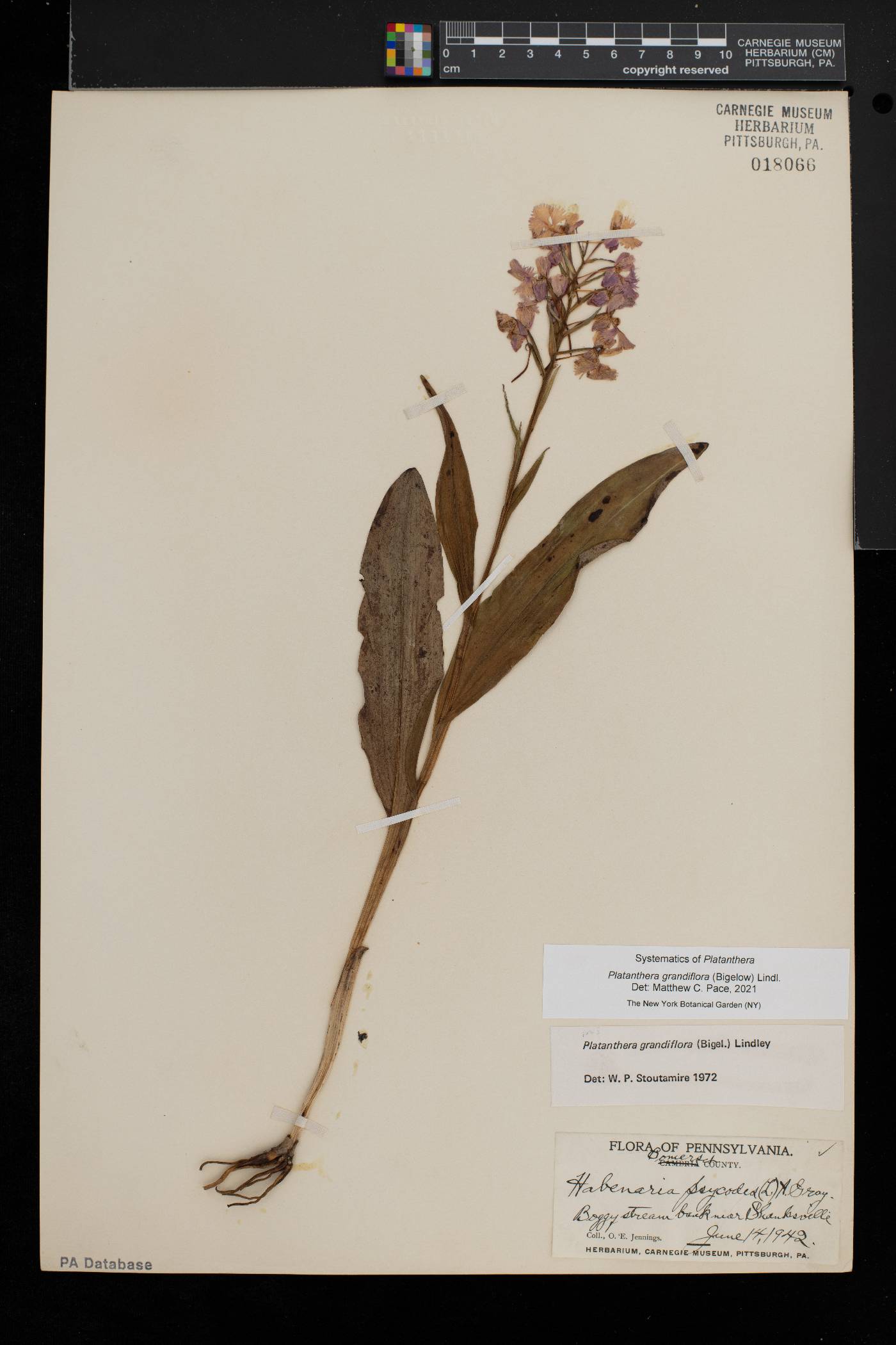 Platanthera grandiflora image