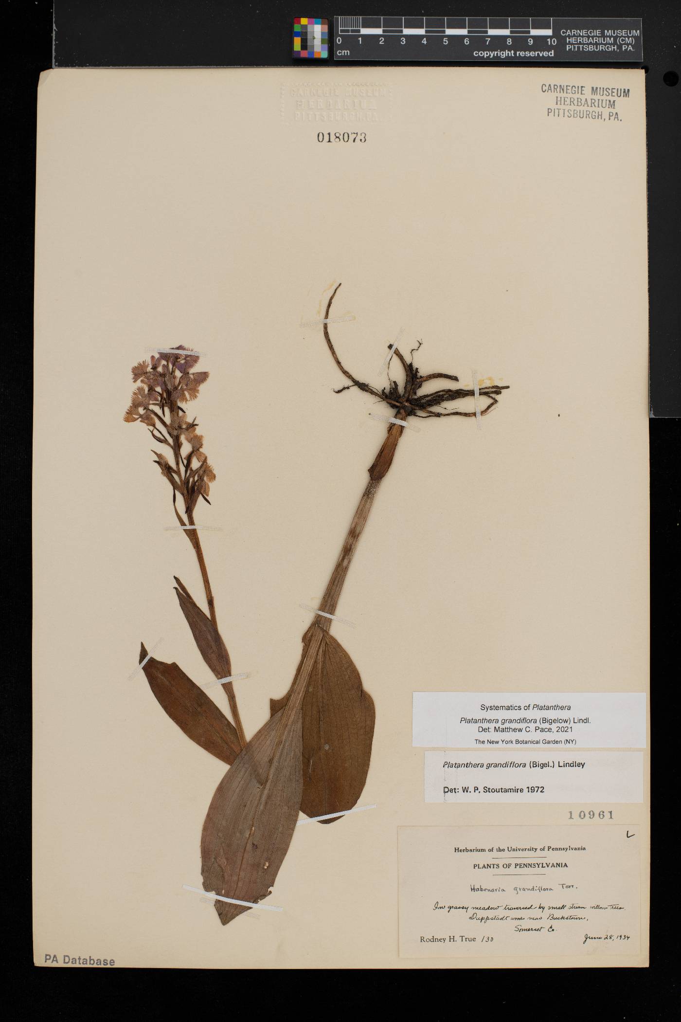 Platanthera grandiflora image