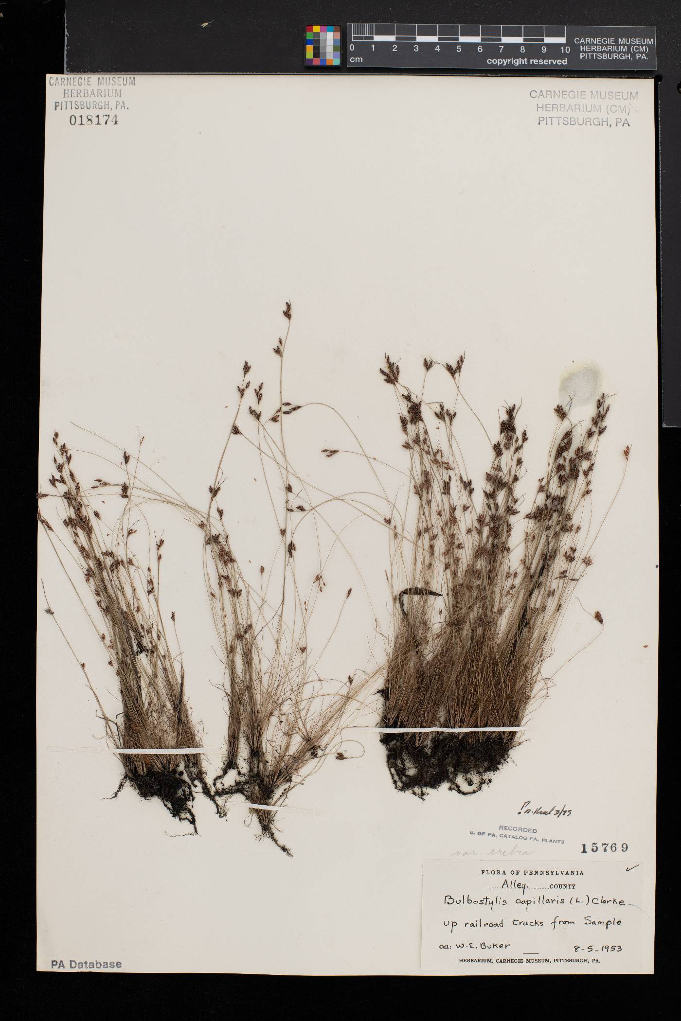 Bulbostylis capillaris subsp. capillaris image