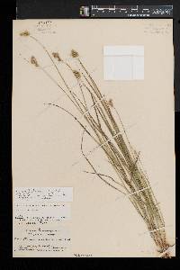 Carex festucacea image