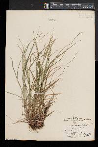 Carex aestivalis image