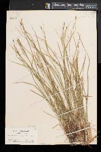 Carex aestivalis image