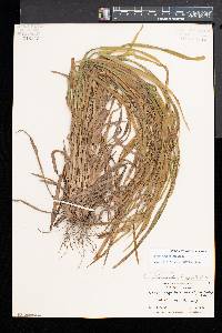 Carex grisea image