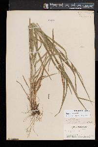 Carex grisea image