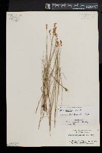 Carex sterilis image