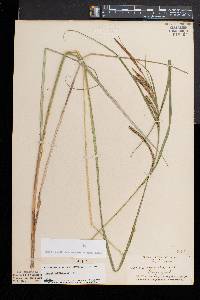 Carex aquatilis var. substricta image