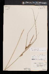 Carex aquatilis var. substricta image