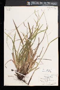 Carex arctata image