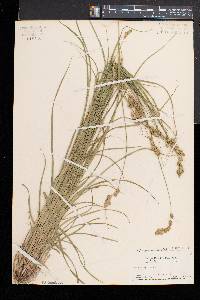 Carex argyrantha image