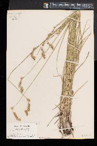 Carex argyrantha image