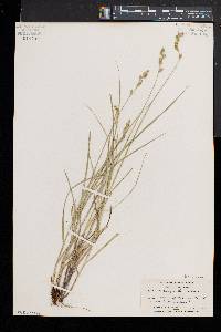 Carex argyrantha image