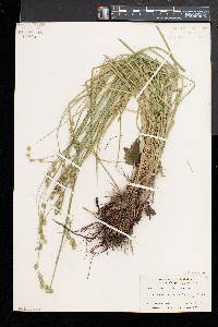 Carex argyrantha image