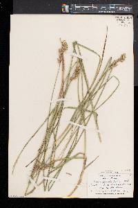 Carex argyrantha image