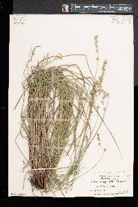 Carex argyrantha image