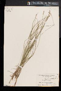 Carex argyrantha image