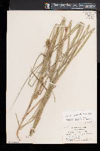 Carex argyrantha image